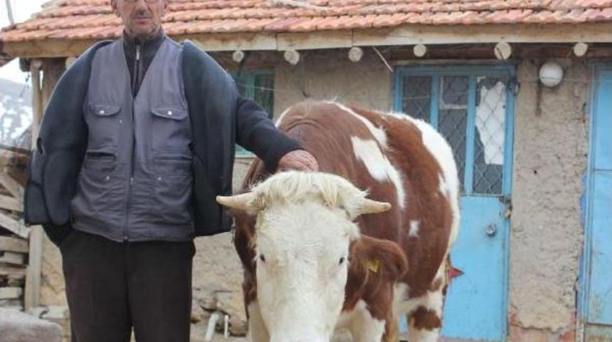 'sarıkız' Adlı Inek '&ccedil;ipli Suni Tohumla' Sayesinde Gebe Kaldı, Kesimden Kurtuldu