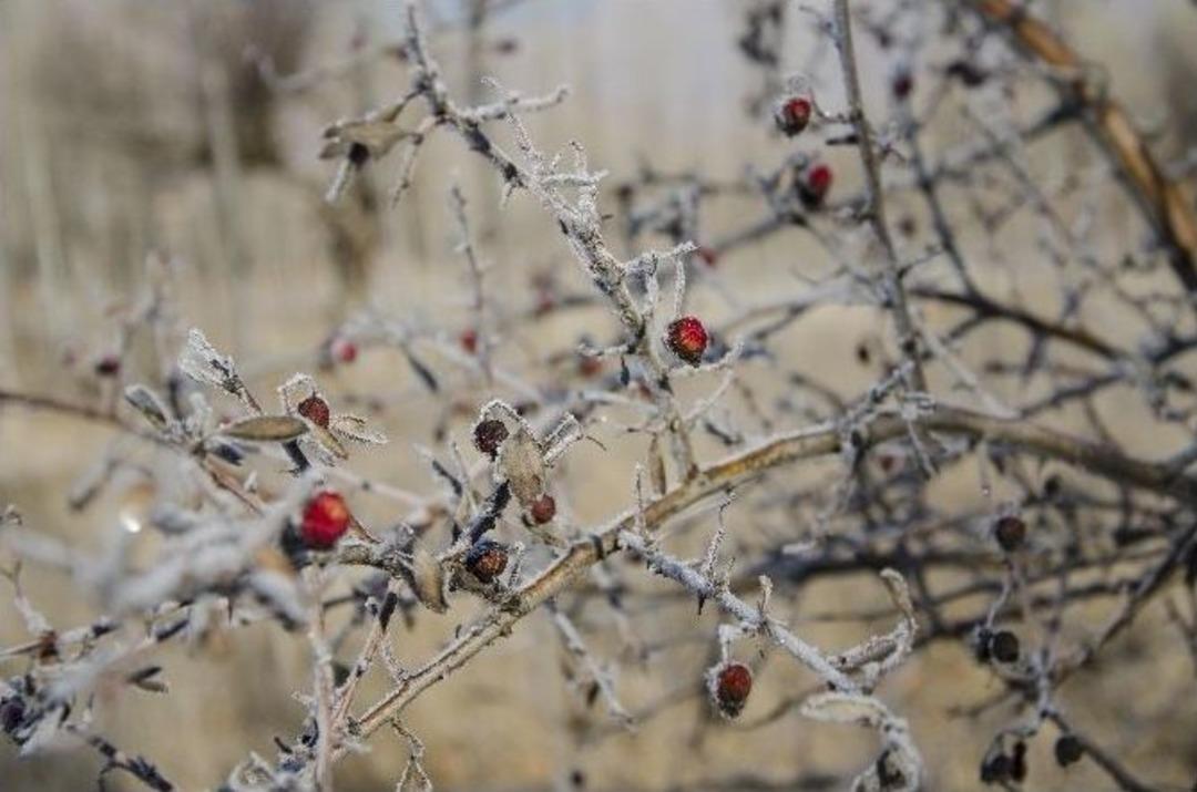 Ovacık&rsquo;ta Kırağı İle Gelen G&ouml;rsel Ş&ouml;len