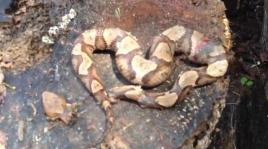 Kafası koptu. Kendini ısırdı