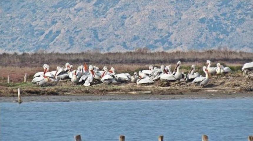 Yunanistan'dan Gelen Tepeli Pelikan, S&ouml;ke'de Elektrik Teline Konunca Telef Oldu