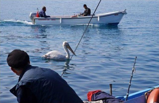 Yunanistan'dan Gelen Tepeli Pelikan, Söke'de Elektrik Teline Konunca Telef Oldu