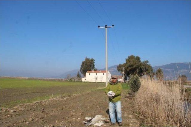 Yunanistan'dan Gelen Tepeli Pelikan, Söke'de Elektrik Teline Konunca Telef Oldu