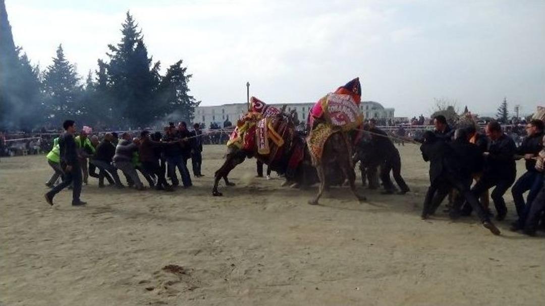 G&uuml;reşen Develer Seyircilerin Arasına Girdi