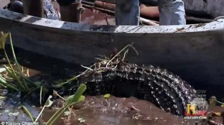 Bataklıkta timsah dehşeti