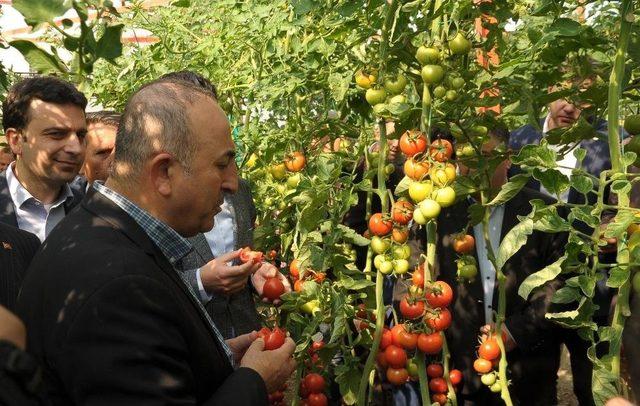 Bakan Çavuşoğlu: “hollanda’da Tümünü Kral Atıyor, Bizde 4 Tane Olunca ‘yok’ Diyorlar”