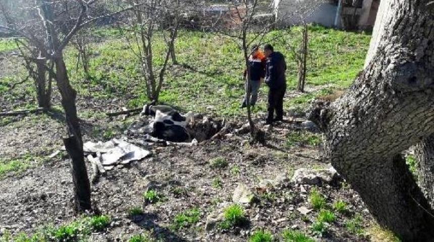 Kuyuya D&uuml;şen Inek Telef Oldu