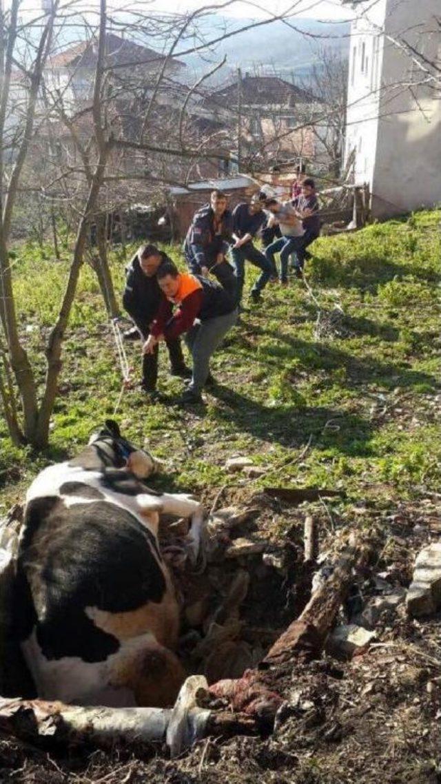 Kuyuya Düşen Inek Telef Oldu