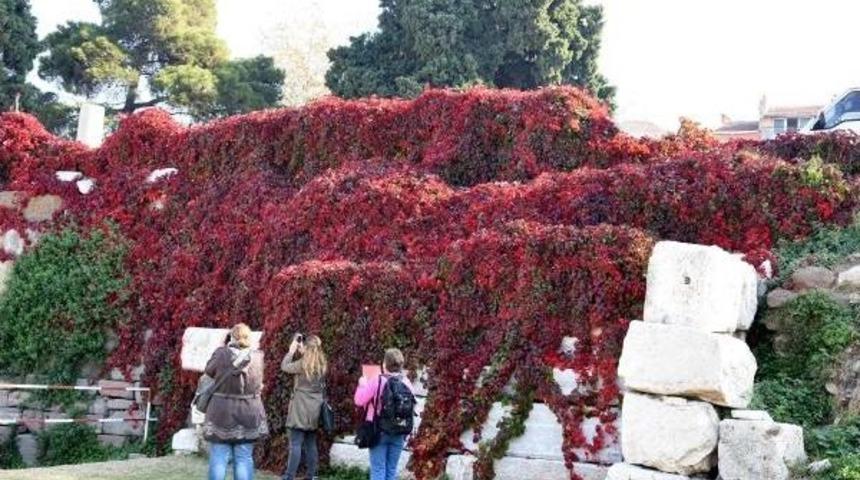 Tarihi Saran Sarmaşık