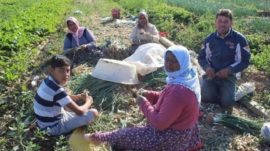 Soğan Sevdası Sayesinde &ldquo;işsizliği&rdquo; L&uuml;gatlerinden Sildiler