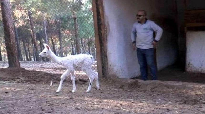 Gaziantep Hayvanat Bahçesi’ndeki Lamaların Sürpriz Doğum Sevinci