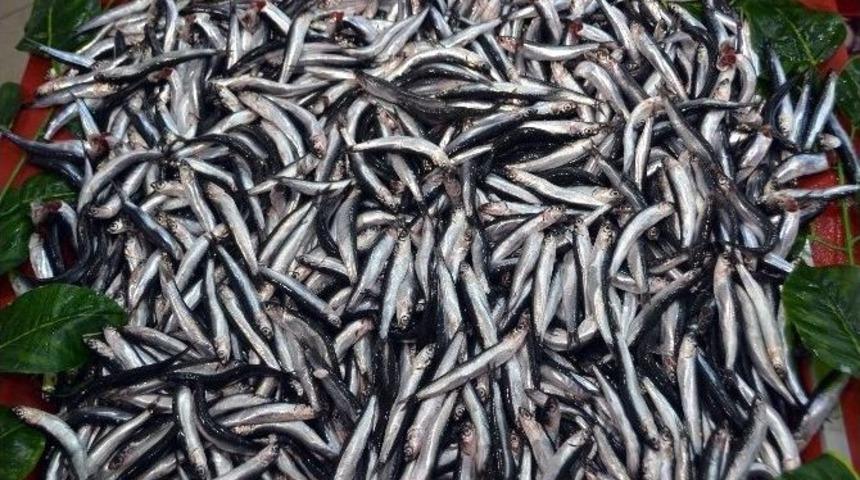 Balık&ccedil;ılar İ&ccedil;in Sezon Bereketi Kısa S&uuml;rd&uuml;