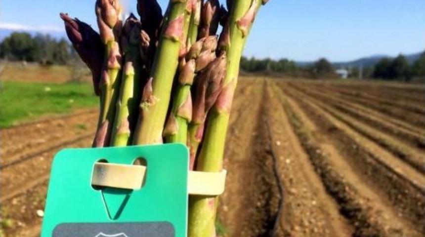 Odt&uuml;'l&uuml; Aslı, Kariyerini Bırakıp Kuşkonmaz &Uuml;reticisi Oldu