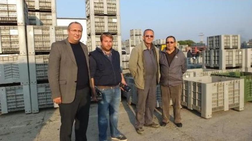 Burhaniye'de Fabrikalar Zeytinle Doldu Taştı