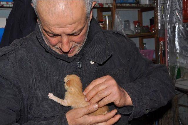 Yeni Doğmuş Kedileri Cami Avlusuna Terk Ettiler