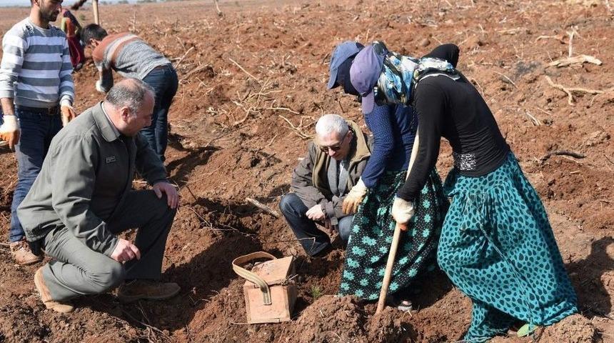 Baş&ouml;ren&rsquo;e 320 Bin Fidan Dikilecek