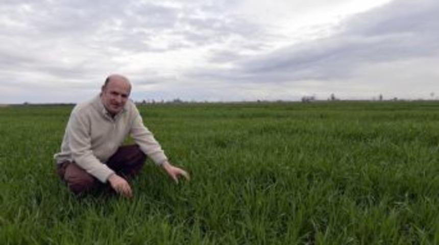 Yağmur, Buğday Ve Mısır Üreticisini Güldürdü