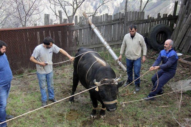 Artvin’de Boğalar, Güreşe Nallanarak Hazırlanıyor G1