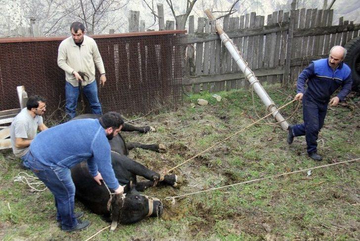 Artvin’de Boğalar, Güreşe Nallanarak Hazırlanıyor G2