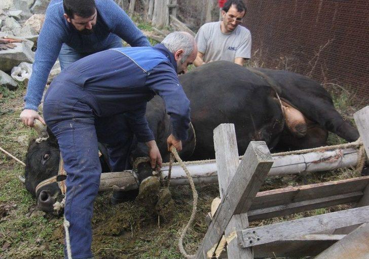 Artvin’de Boğalar, Güreşe Nallanarak Hazırlanıyor G3