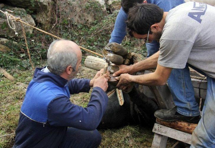 Artvin’de Boğalar, Güreşe Nallanarak Hazırlanıyor G5