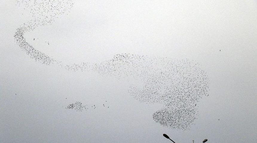 Kuşlardan G&ouml;ky&uuml;z&uuml;nde G&ouml;rsel Ş&ouml;len