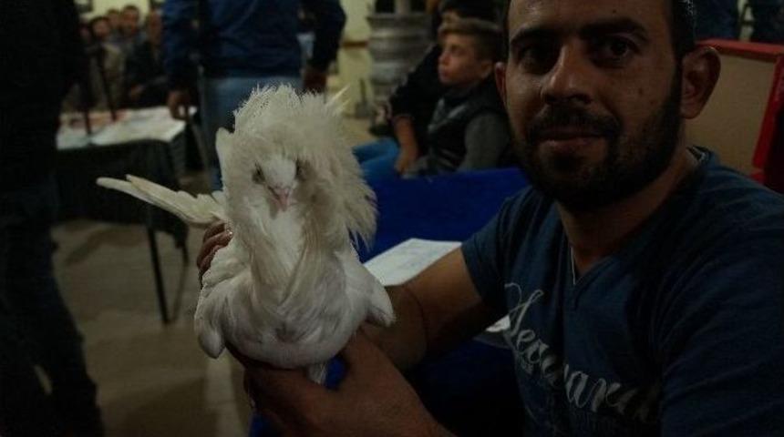 Lapseki&rsquo;de G&uuml;vercin Mezadı