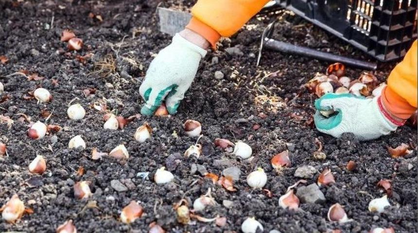 Sincan&rsquo;da 2 Milyon Lale Soğanı Dikildi