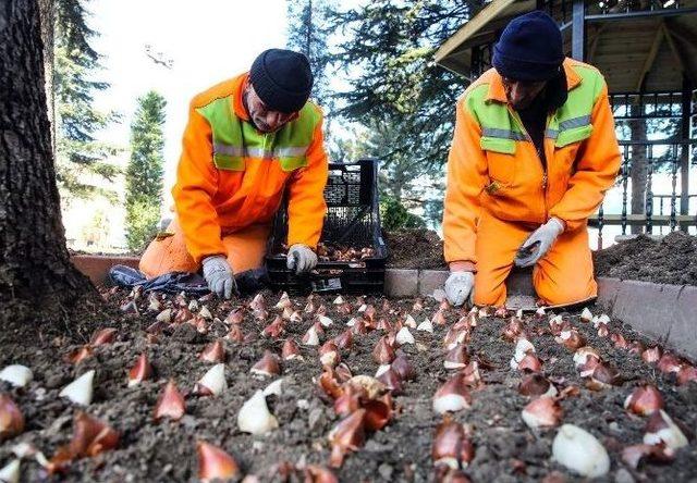 Sincan’da 2 Milyon Lale Soğanı Dikildi