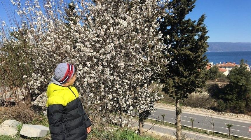 G&uuml;neşi G&ouml;ren Ağa&ccedil;lar &Ccedil;i&ccedil;ek A&ccedil;tı