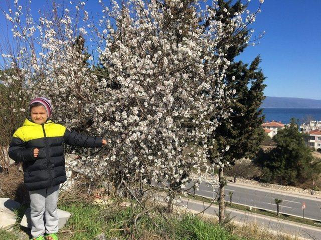 Güneşi Gören Ağaçlar Çiçek Açtı