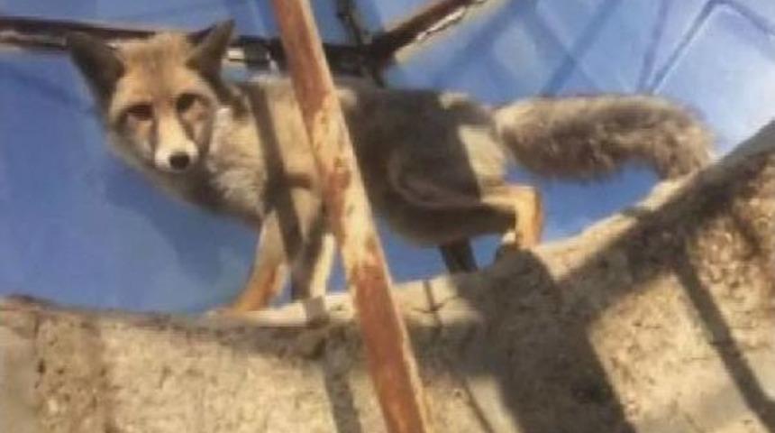 Tilki Minaredeki Hoparl&ouml;r Kablolarına Zarar Verdi