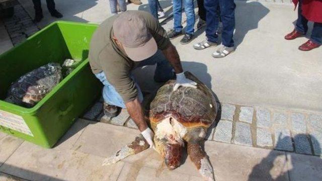 Kuşadası'nda Bir Günde Iki Deniz Kaplumbağasıölüsü Bulundu