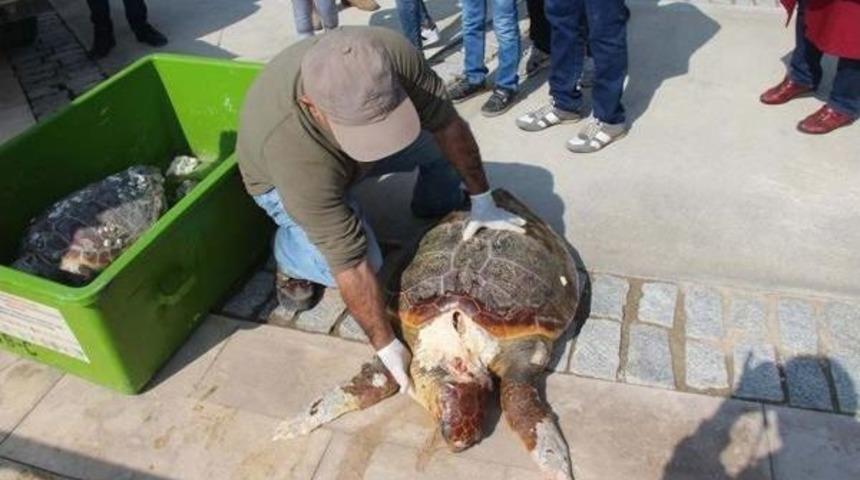 Kuşadası'nda Bir Günde Iki Deniz Kaplumbağasıölüsü Bulundu