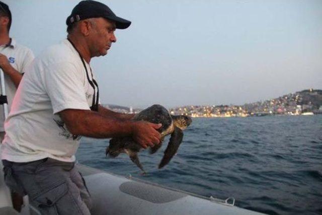 Kuşadası'nda Bir Günde Iki Deniz Kaplumbağasıölüsü Bulundu