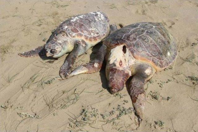 Kuşadası'nda Bir Günde Iki Deniz Kaplumbağasıölüsü Bulundu