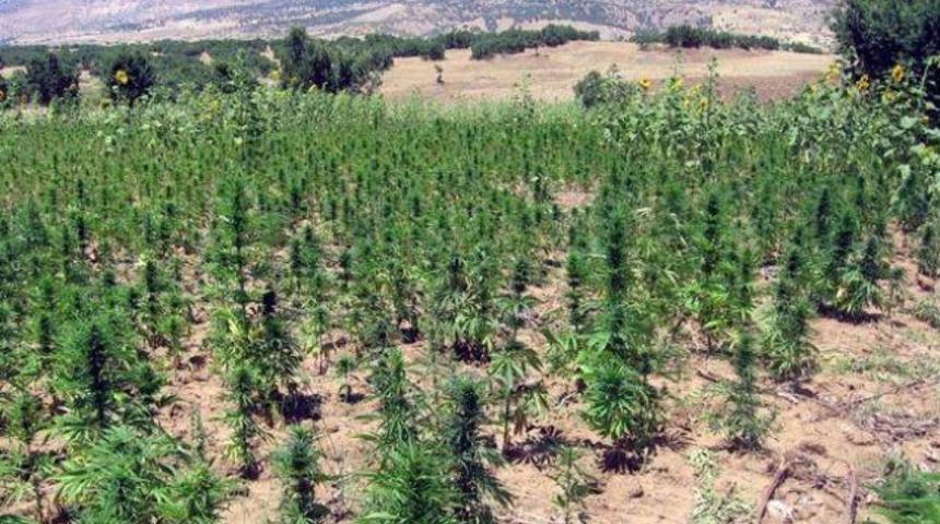 PKK'nın inanılmaz esrar tuzağı