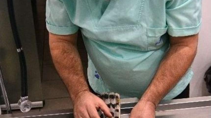 Vatandaşların Bulduğu Atmaca Tedavi Edildi