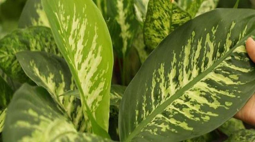 Evdeki s&uuml;s bitkileri &ouml;ld&uuml;r&uuml;c&uuml; olabilir