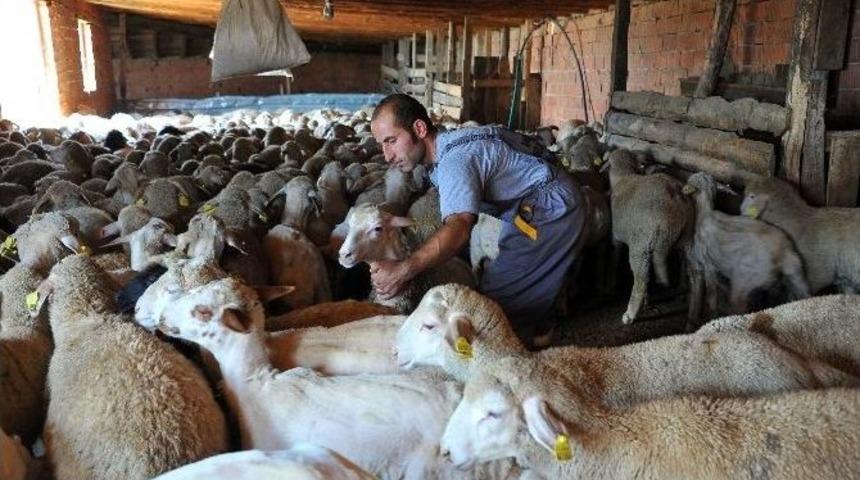 5 Bin Adet Damızlık Koyun-ke&ccedil;i Dağıtılacak