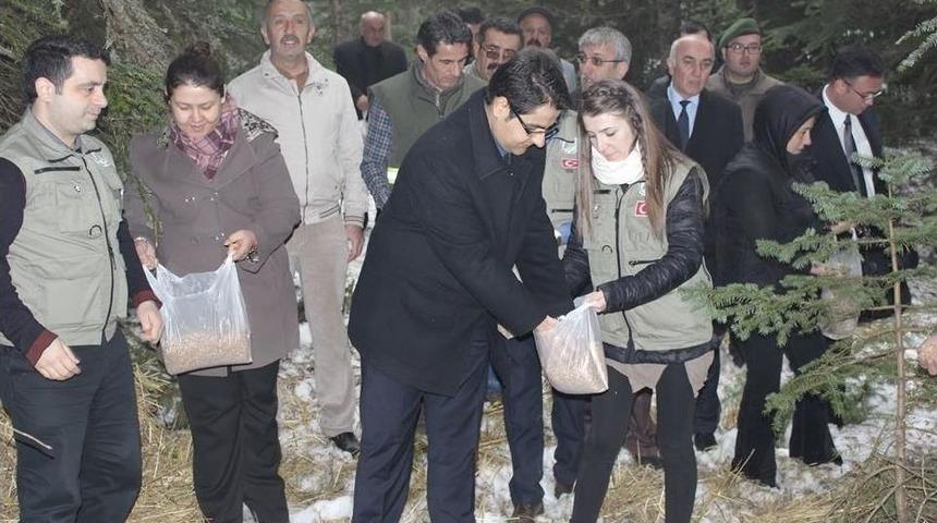 Daday&rsquo;da Yaban Hayatı Yemlendi