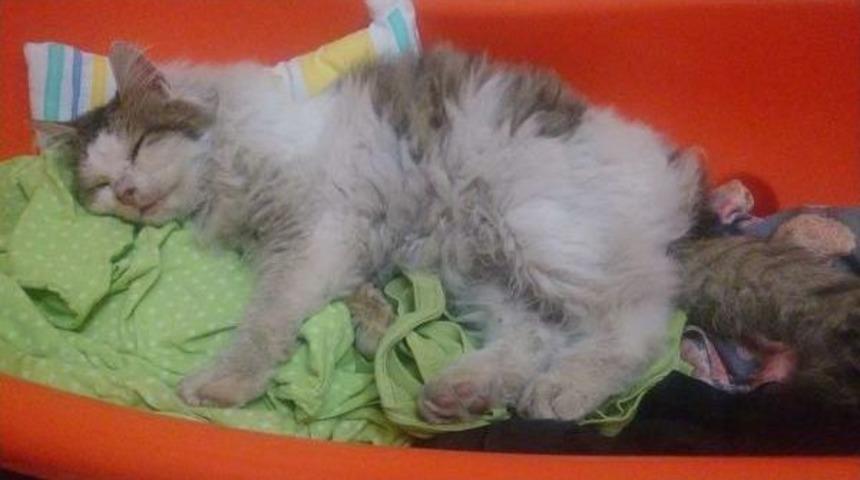 Manisa'da Kediye Tecavüz Iddiası