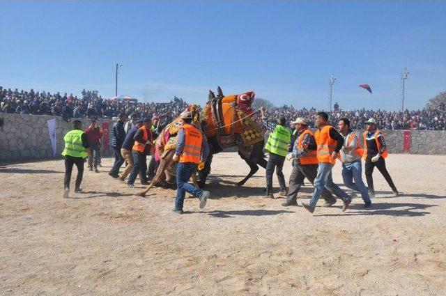 Ayvacık’ta Develer Depremzedelere Moral İçin Güreştirildi