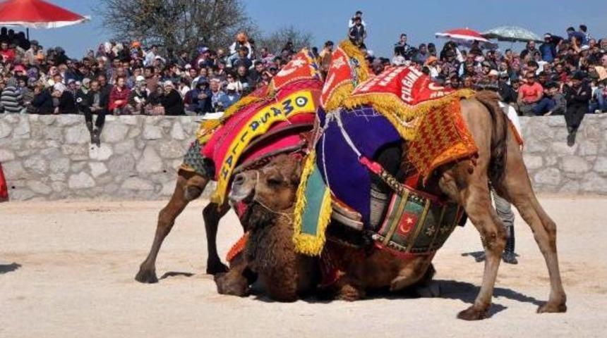Ayvacık'ta Deve G&uuml;reşinde Depremzedeler Moral Buldu