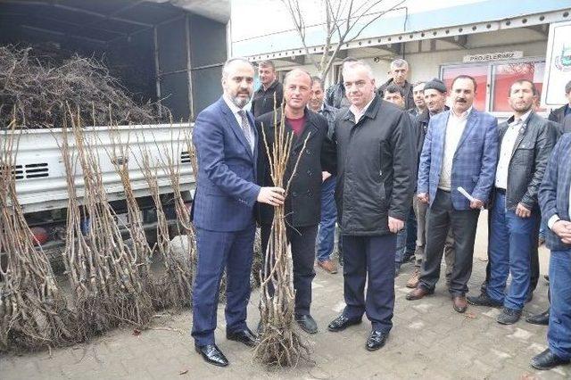 İnegöllü Çiftçilere Ceviz Fidanı Dağıtıldı