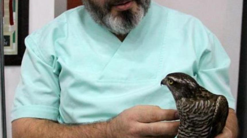 Bitkin Bulunan Atmaca Tedavi Edilip Doğaya Salındı