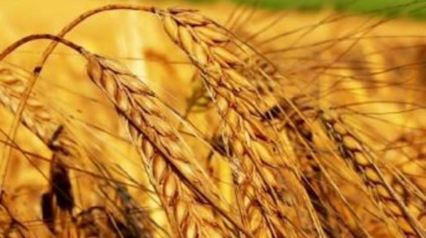 Igc: D&uuml;nya Buğday &Uuml;retimi Gelecek Yıl 249 Milyon Tona &Ccedil;ıkacak