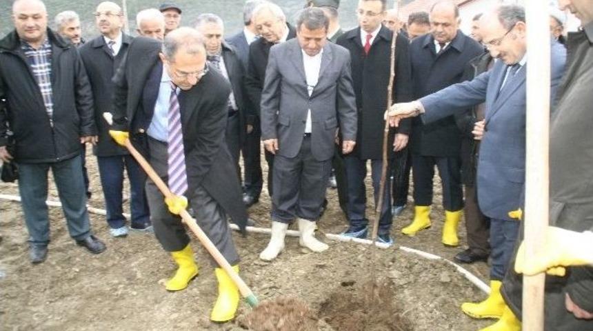 Devrek&rsquo;te &Ouml;rnek Kapama Ceviz Bah&ccedil;esi