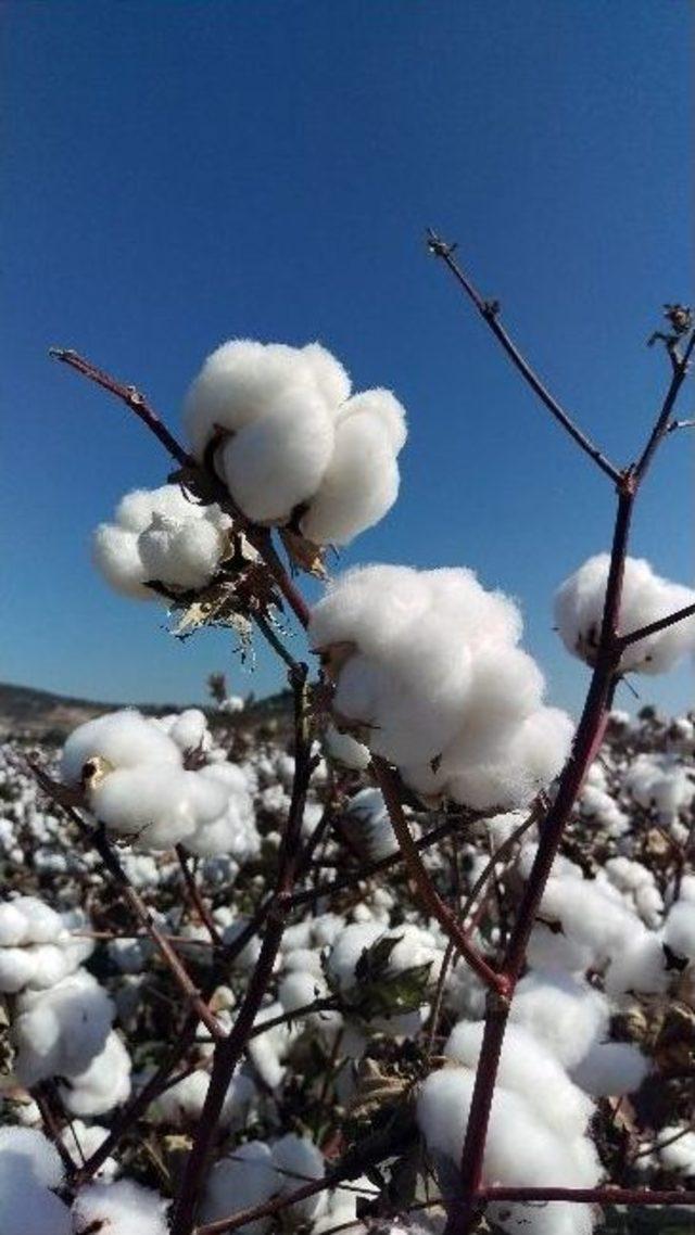 (özel Haber) May Tohum Cirosunun Yüzde 7’sini Ar-ge’ye Ayırıyor