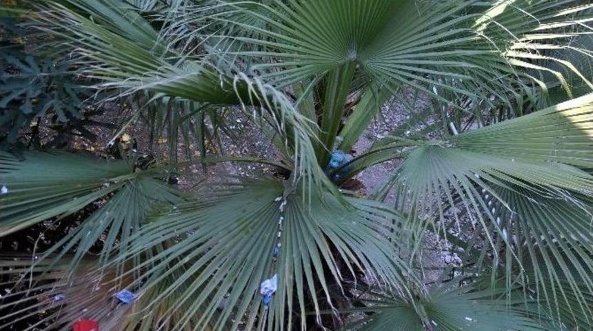 Buda &Ccedil;&ouml;p Ağa&ccedil;