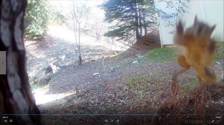 Sosyal Medyayı Sallayan Sincap...(özel Haber)